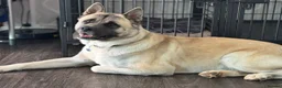 Akita dogs for sale: King is looking for a new home  - Advert 7