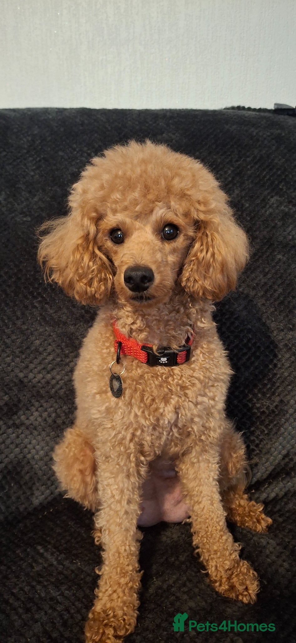 Toy Poodle dogs for sale: Toypoodle puppies  in Leeds - Advert 9