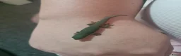 Gecko reptiles for sale: Baby Peacock geckos  - Advert 3