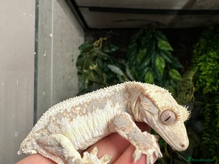 Gecko reptiles in Loughborough - Advert 9