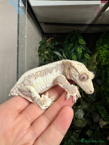 Gecko reptiles in Loughborough - Advert 8