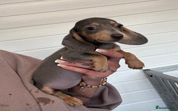 Miniature Dachshund dogs for sale: Mini Dachshund puppies for sale  - Image 10