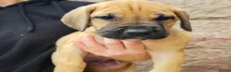 Mixed Breed dogs for sale: Chunky Silver Daniff Pups-Exceptional Temperament in Insch - Advert 8