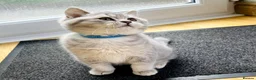 British Shorthair cats for sale: A Girl Available- GCCF/TICA British Shorthair  - Advert 34
