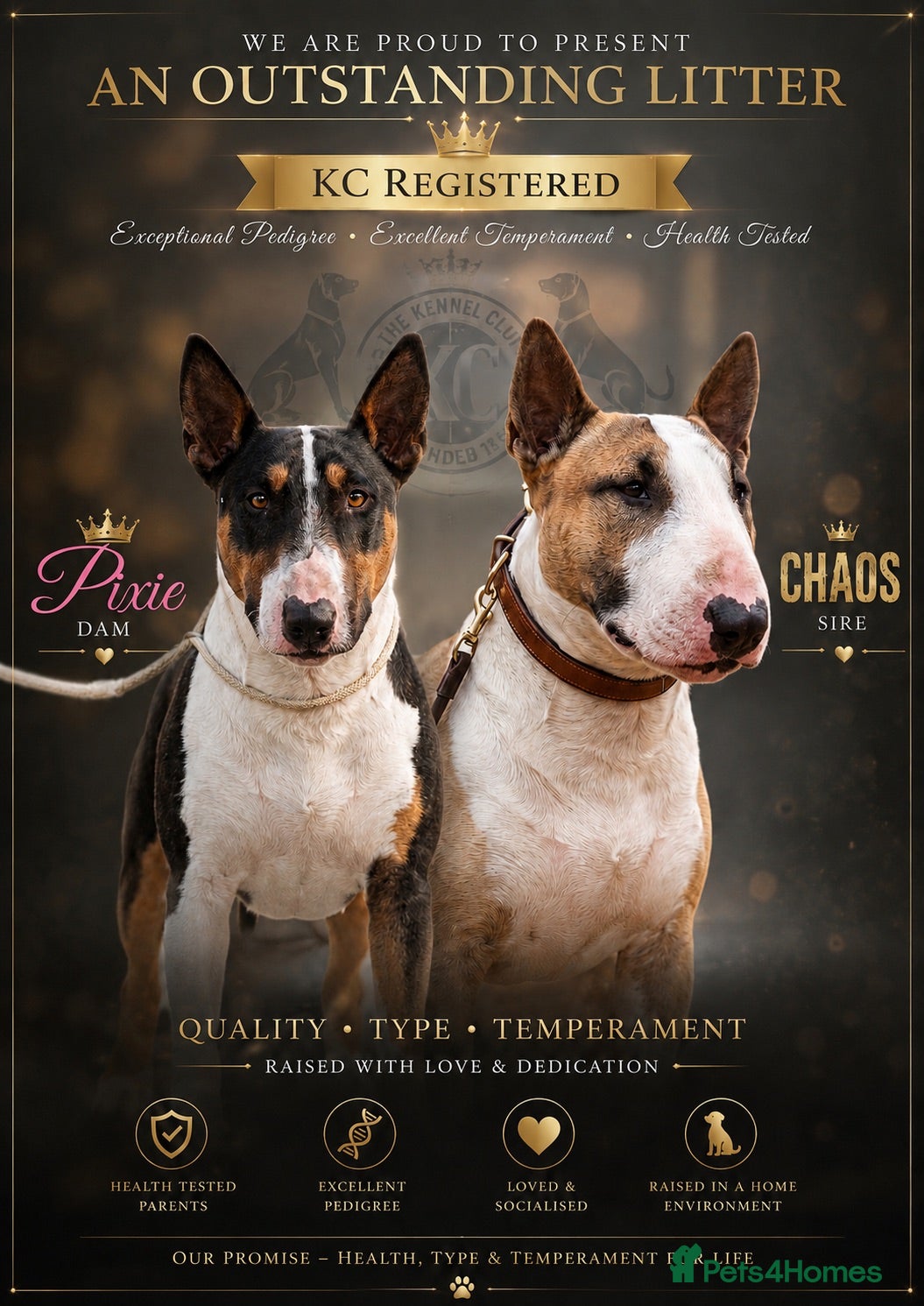 English Bull Terrier dogs English bull terrier puppies  - Advert 2
