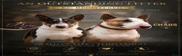 English Bull Terrier dogs for sale: English bull terrier puppies  - Advert 1