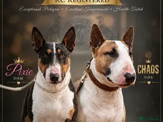 English Bull Terrier dogs English bull terrier puppies - Advert 2
