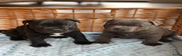 Staffordshire Bull Terrier dogs for sale: 💙 champion Staffordshire bull terriers for sale💙 in Durham - Advert 1