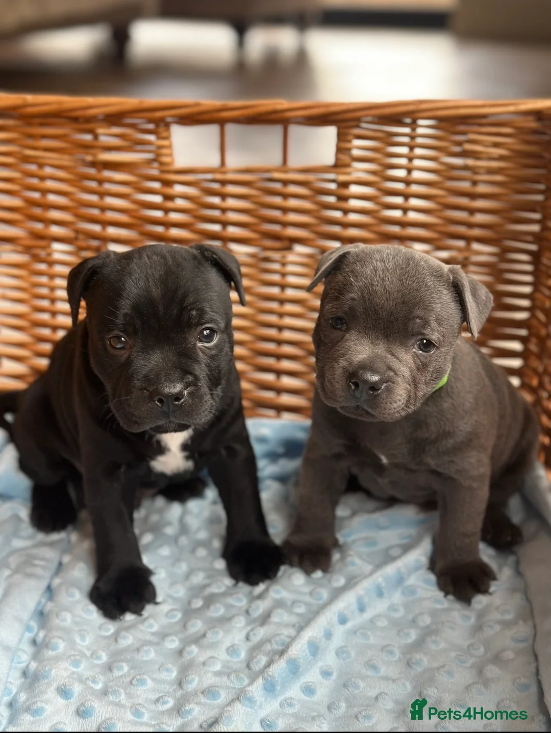 Staffordshire Bull Terrier dogs for sale: 💙 champion Staffordshire bull terriers for sale💙 in Durham - Advert 1