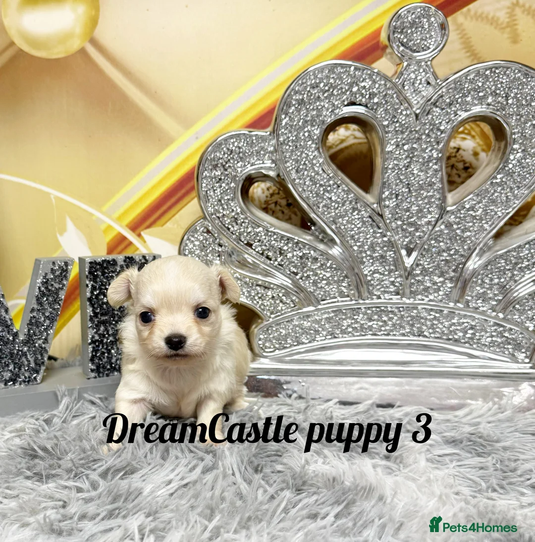 Chihuahua dogs for sale: KC reg Long coat boys available  - Advert 12