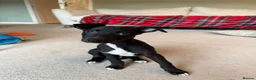 Whippet dogs for stud: Jett Black - Advert 10