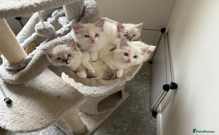 Ragdoll cats - Advert 9