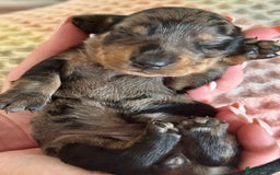 Miniature Dachshund dogs for sale: BEAUTIFUL KC REG AND PRA CLEAR MINIS - Image 3