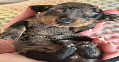 Miniature Dachshund dogs - Advert 3
