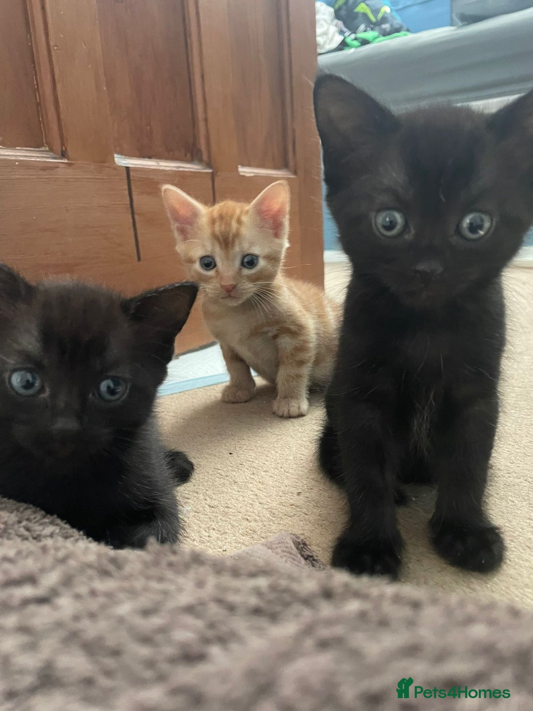 British Shorthair cats for sale: Gorgeous female kittens  - Image 1