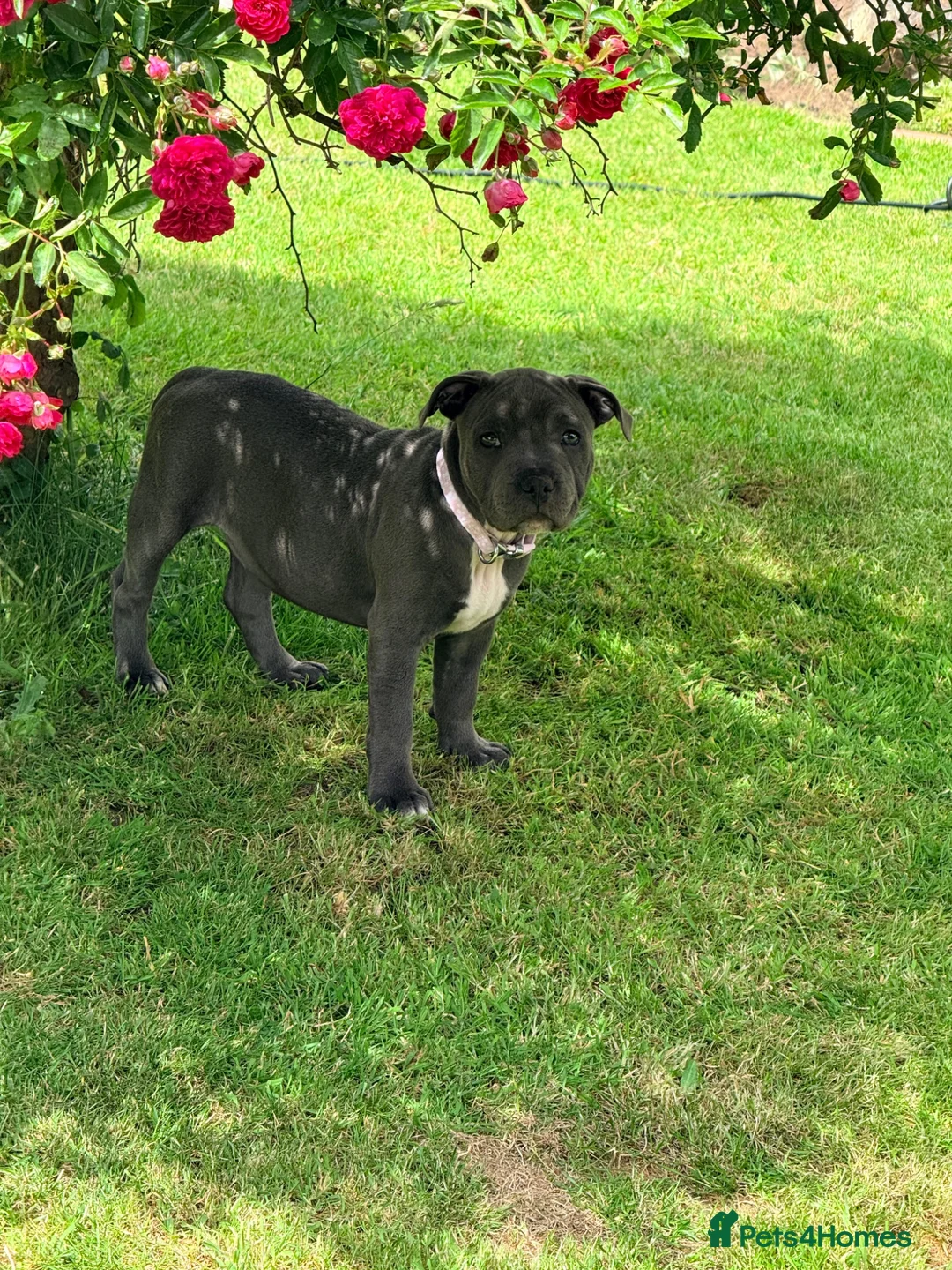 Staffordshire Bull Terrier dogs for sale: Blue Staffordshire bull terrier  - Advert 1
