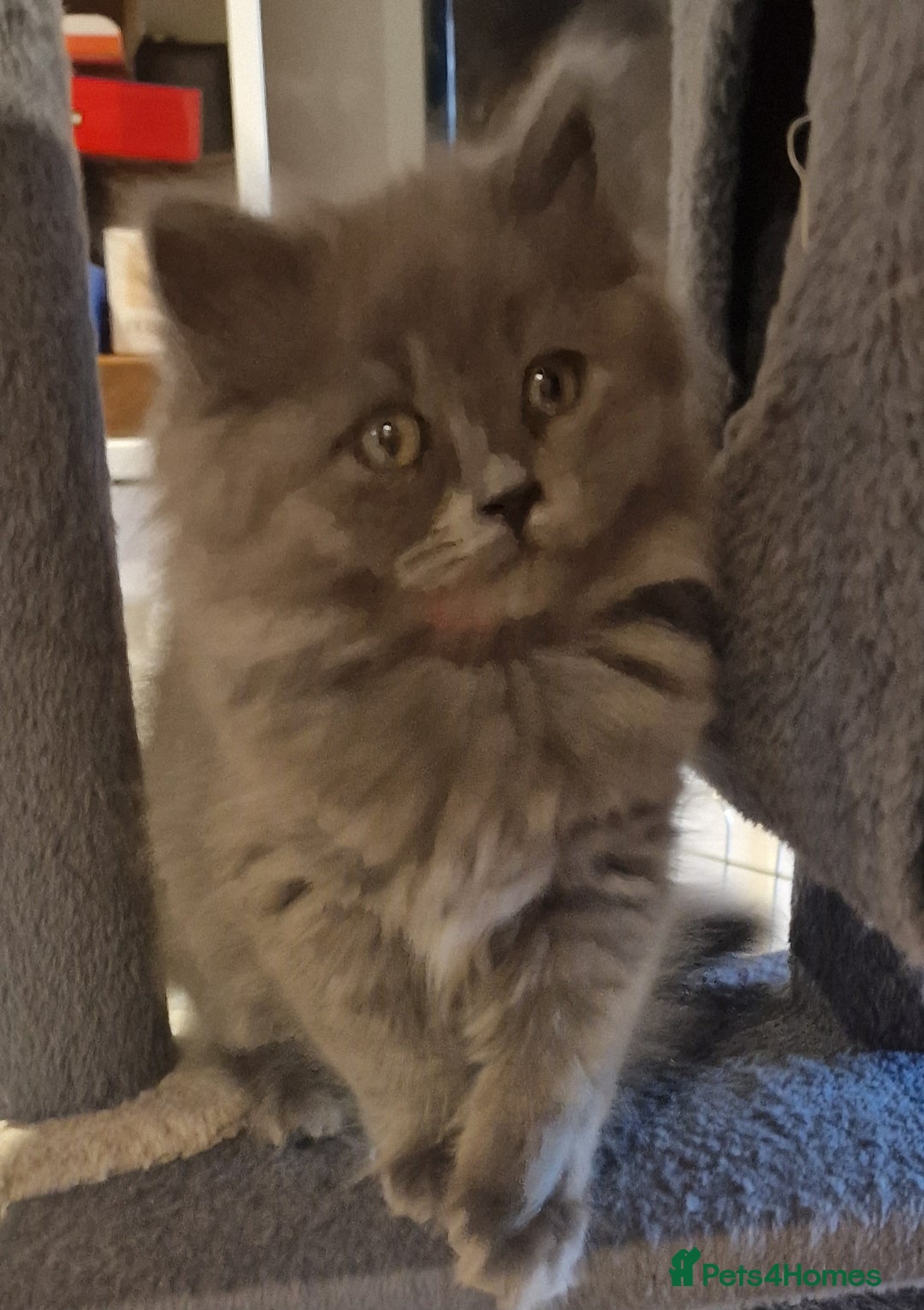 British Longhair cats for sale: Blue & Lilac Gorgeous British longhair kittens - Image 27