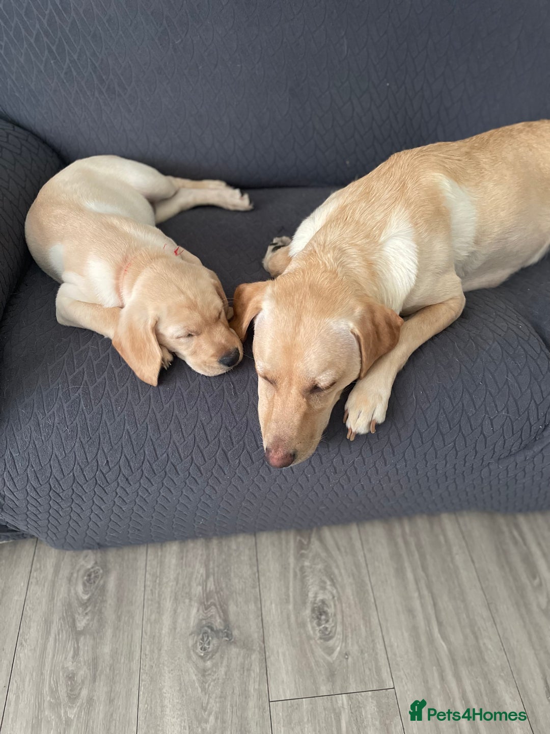 Labrador Retriever dogs for sale: Labrador puppy with papers  - Image 12