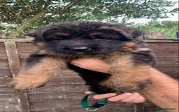German Shepherd dogs for sale: German Shepard Long haired puppies - Image 5