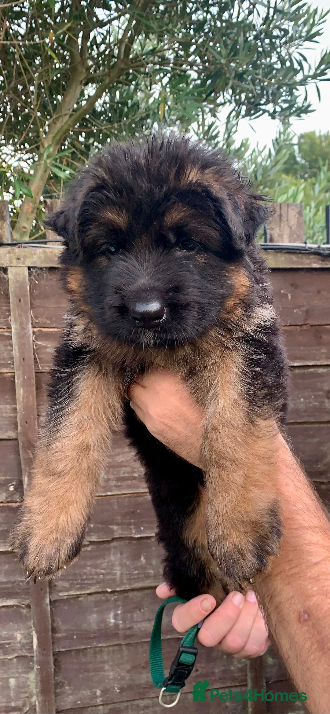 German Shepherd dogs for sale: German Shepard Long haired puppies - Image 5