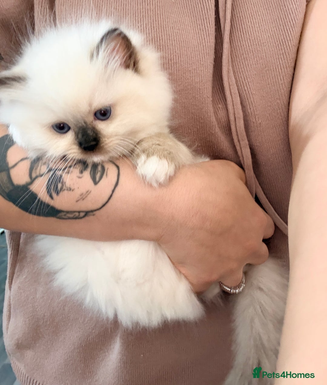 Ragdoll cats for sale: 💕 Beautiful Female Ragdoll 💕 - Advert 6