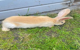 Continental Giant rabbits for sale: Continental Giant Baby Rabbits Ready to go - Image 14