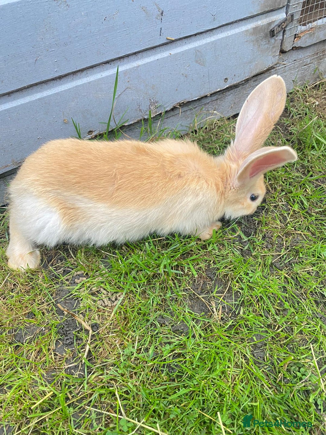 Continental Giant rabbits for sale: Continental Giant Baby Rabbits Ready to go - Image 14