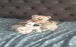 Bichon Frise dogs for sale: Bishon poppy's available  - Image 5