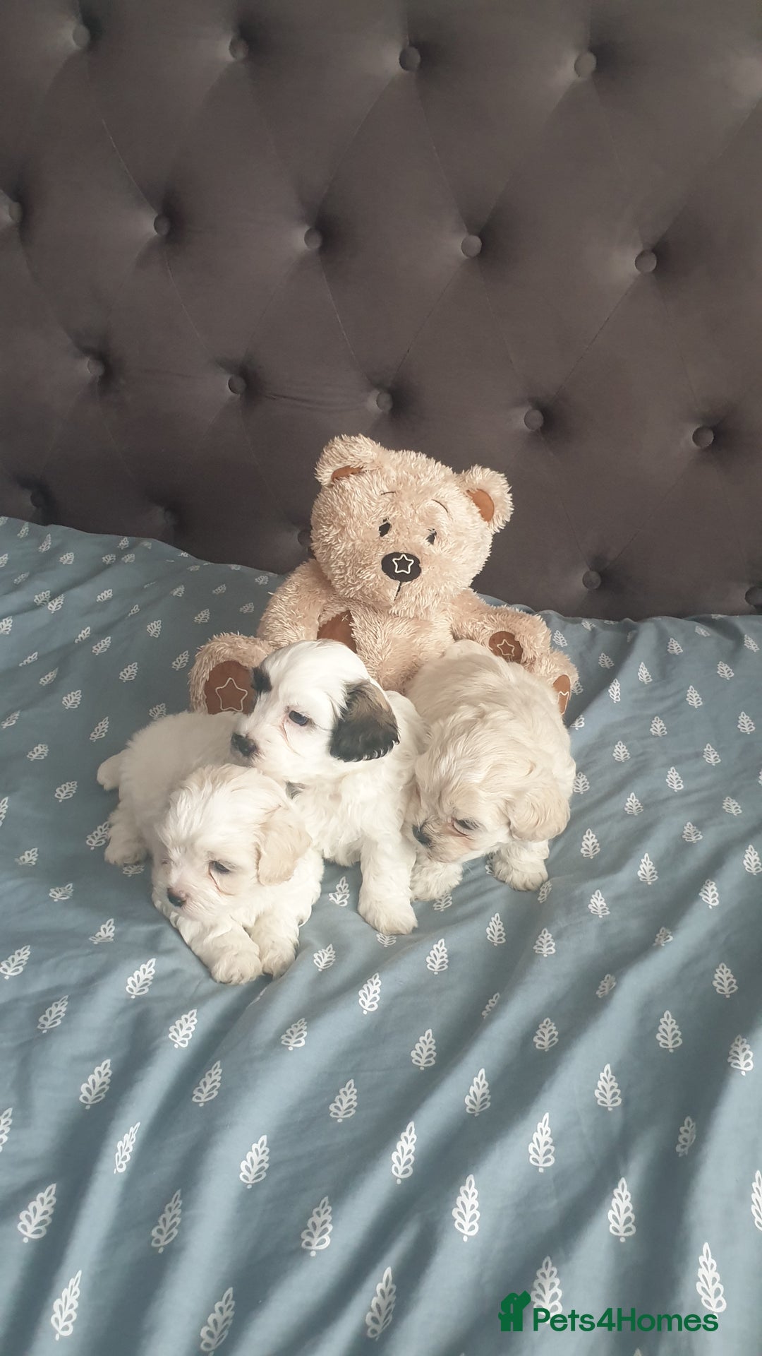 Bichon Frise dogs for sale: Bishon poppy's available  - Image 5