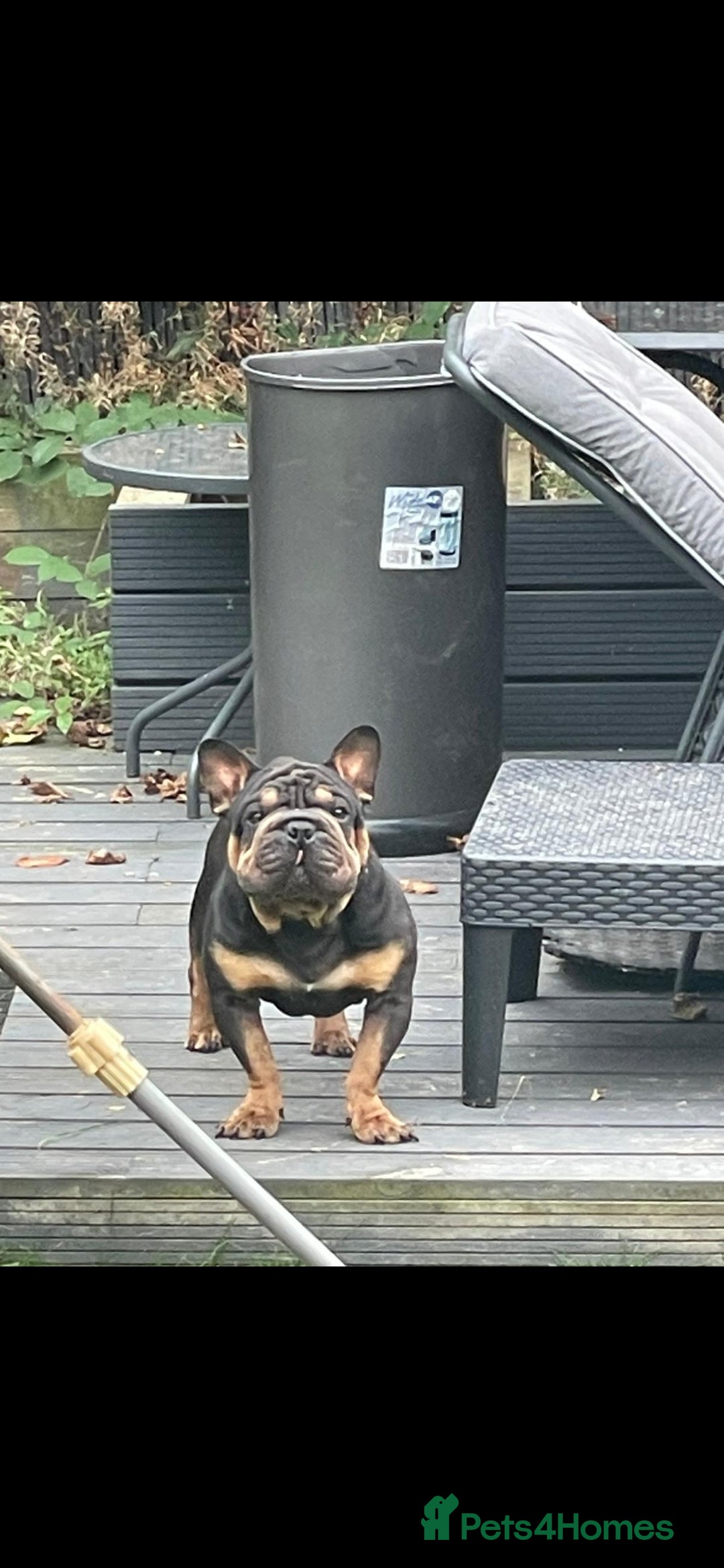 French Bulldog dogs 🐾 French Bulldog Looking for a Loving Home 🐾 - Advert 4