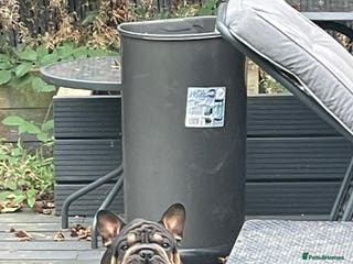 French Bulldog dogs 🐾 French Bulldog Looking for a Loving Home 🐾 - Advert 11
