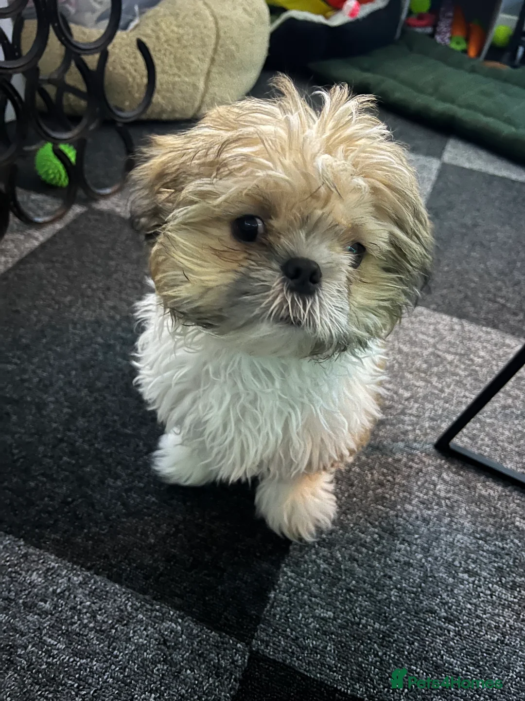 Shih Tzu dogs for sale: My Name is Teddy - Advert 3