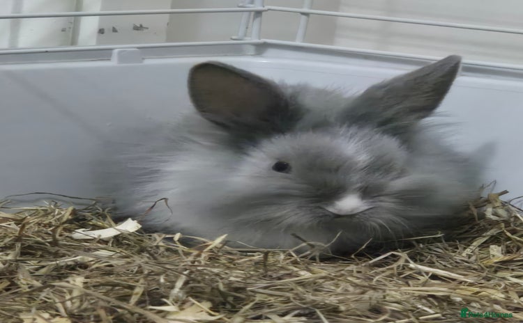 Lionhead rabbits Lionhead x angora rabbits  - Advert 10