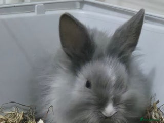 Lionhead rabbits Lionhead x angora rabbits - Advert 4