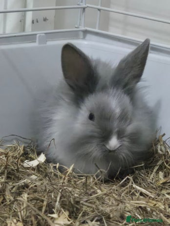 Lionhead rabbits Lionhead x angora rabbits - Advert 10