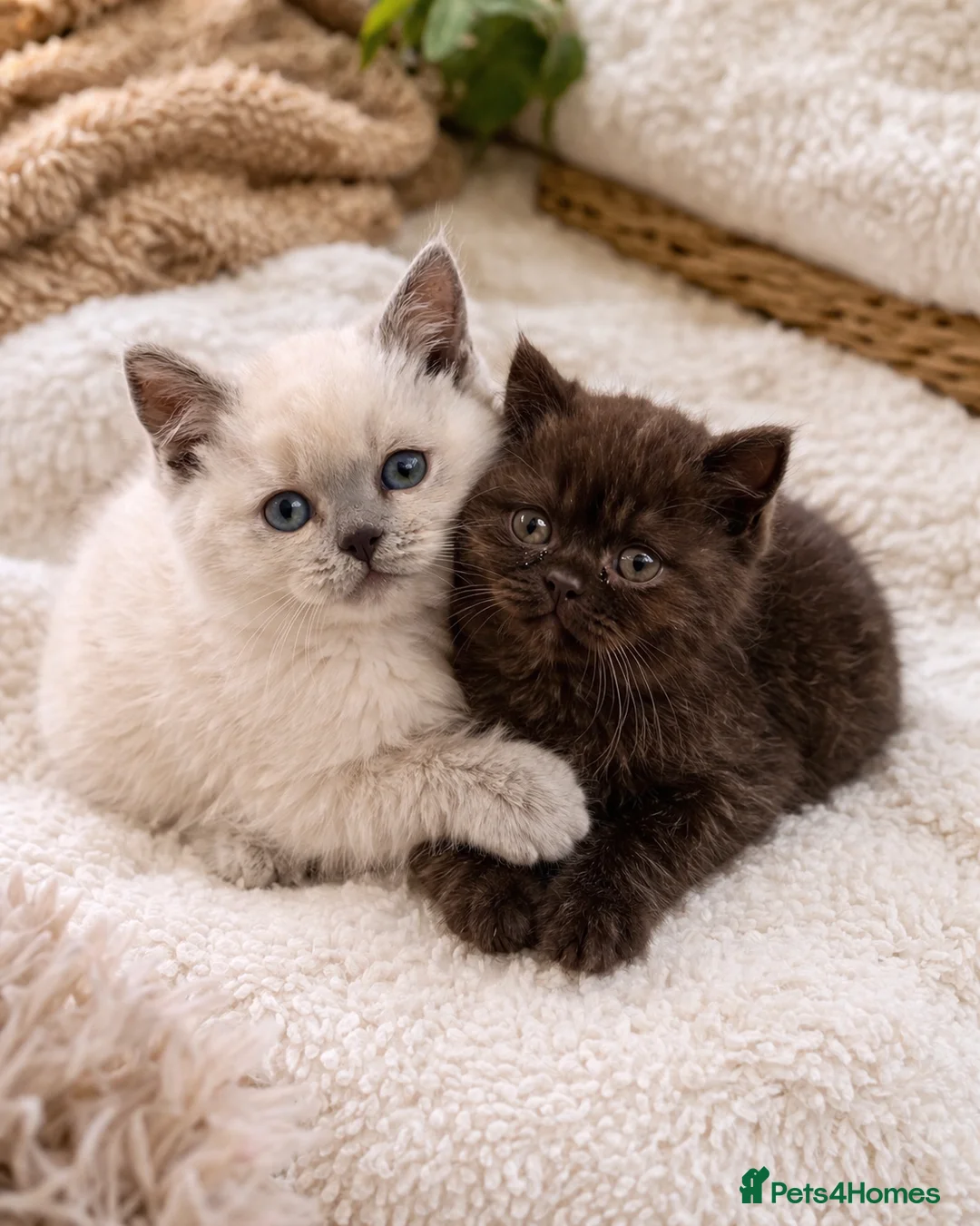British Shorthair cats for sale: Stunning Lilac Point And Chocolate 8 Week Old  - Advert 2