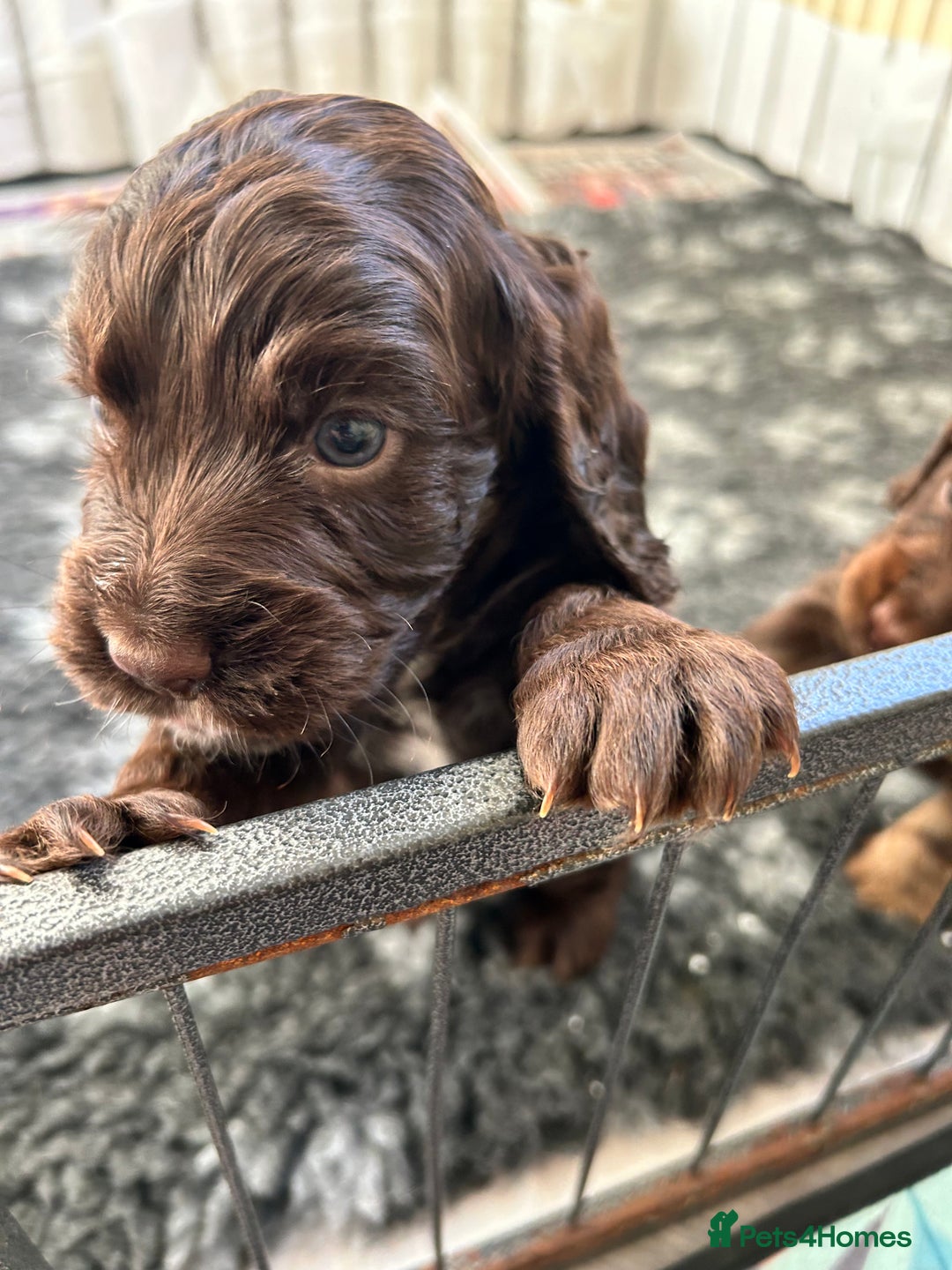 Cocker Spaniel dogs for sale: Beautiful cocker spaniel pups  - Advert 15