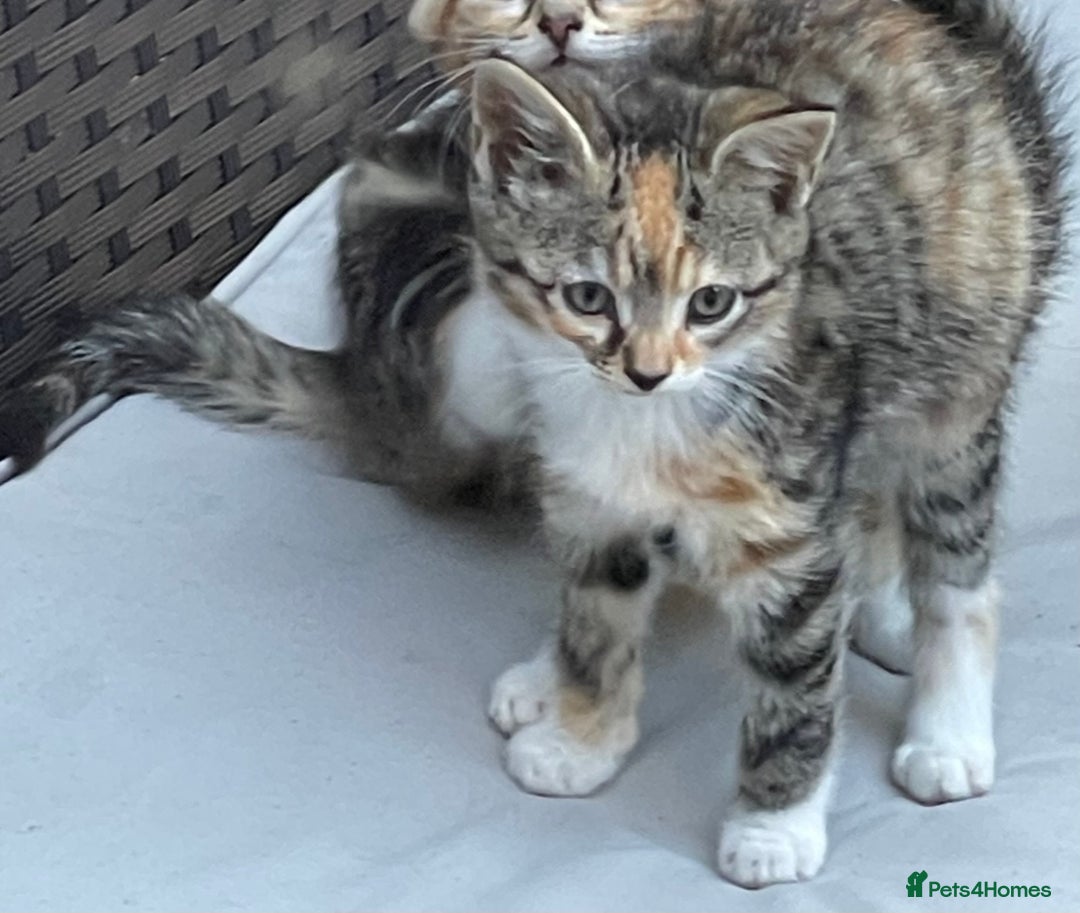 British Longhair cats for sale: 5 ADORABLE FLUFFY BRITISH LONG HAIR KITTENS - Image 6