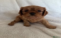 Cavalier King Charles Spaniel dogs for sale: KC Cavalier King Charles spaniel  - Image 5