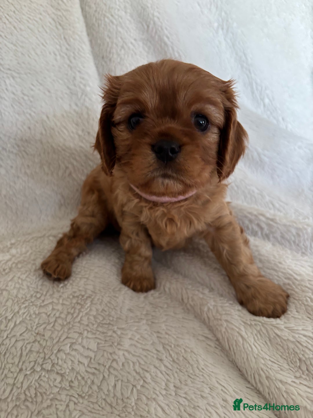 Cavalier King Charles Spaniel dogs for sale: KC Cavalier King Charles spaniel  - Image 5