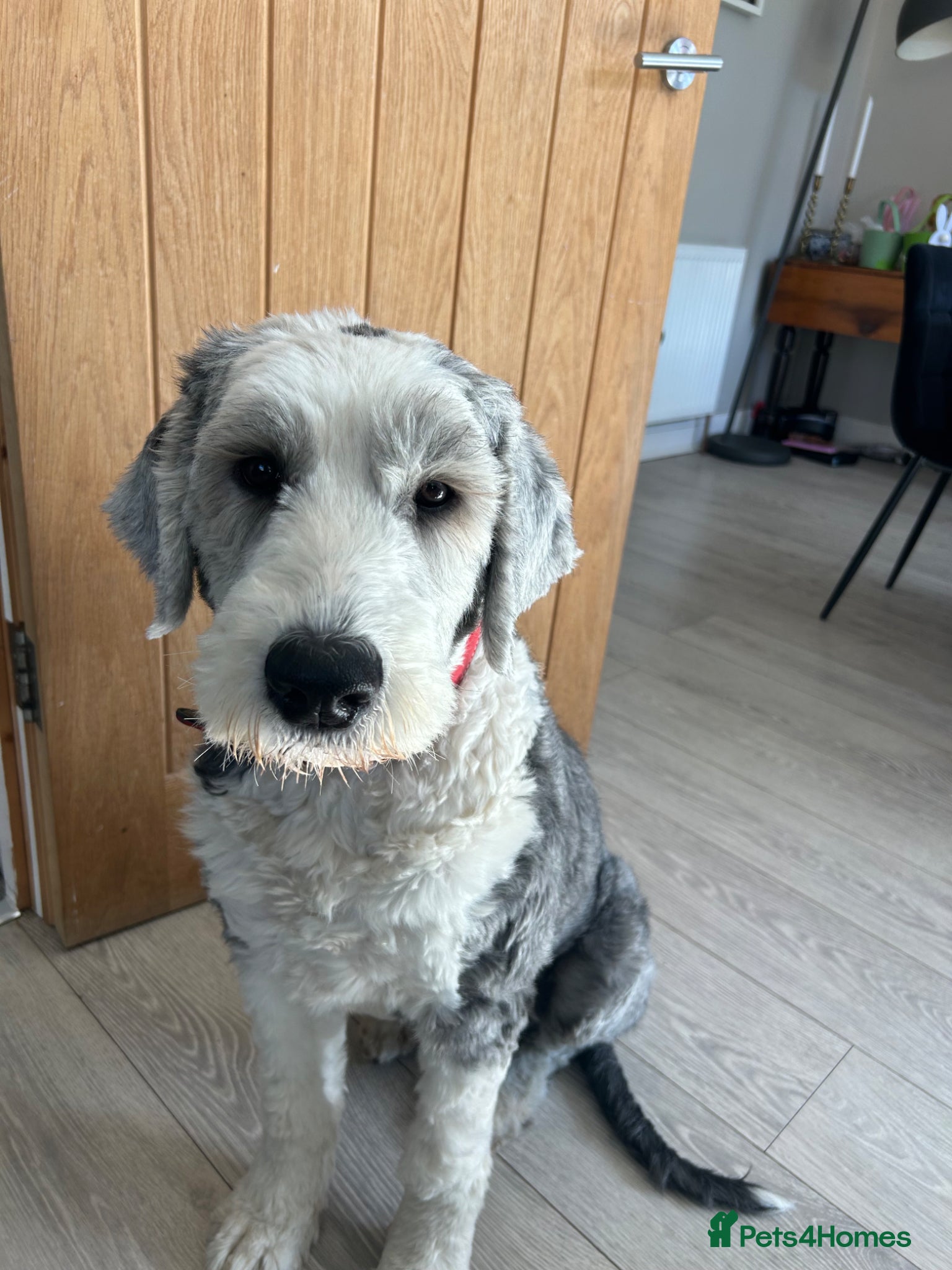 Old English Sheepdog dogs 4 year old - old English sheepdog - Advert 1