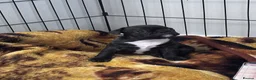 French Bulldog dogs for sale: Beautiful French bulldog puppies-surprise litter - Advert 5