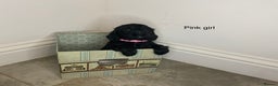 Cocker Spaniel dogs for sale: Hereditary clear working cock spaniels - Advert 13