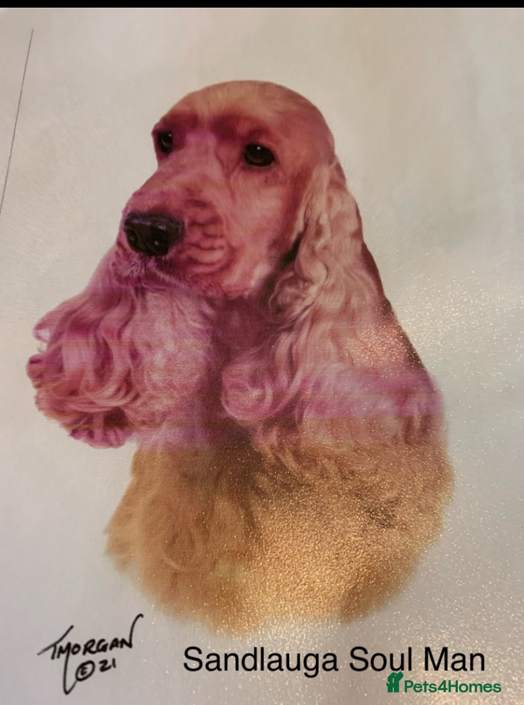 Cocker Spaniel dogs for sale: Kc Golden Show Cocker Spaniels (Champion lines) - Image 4