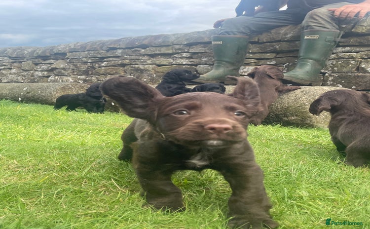 Cocker Spaniel dogs - Advert 6