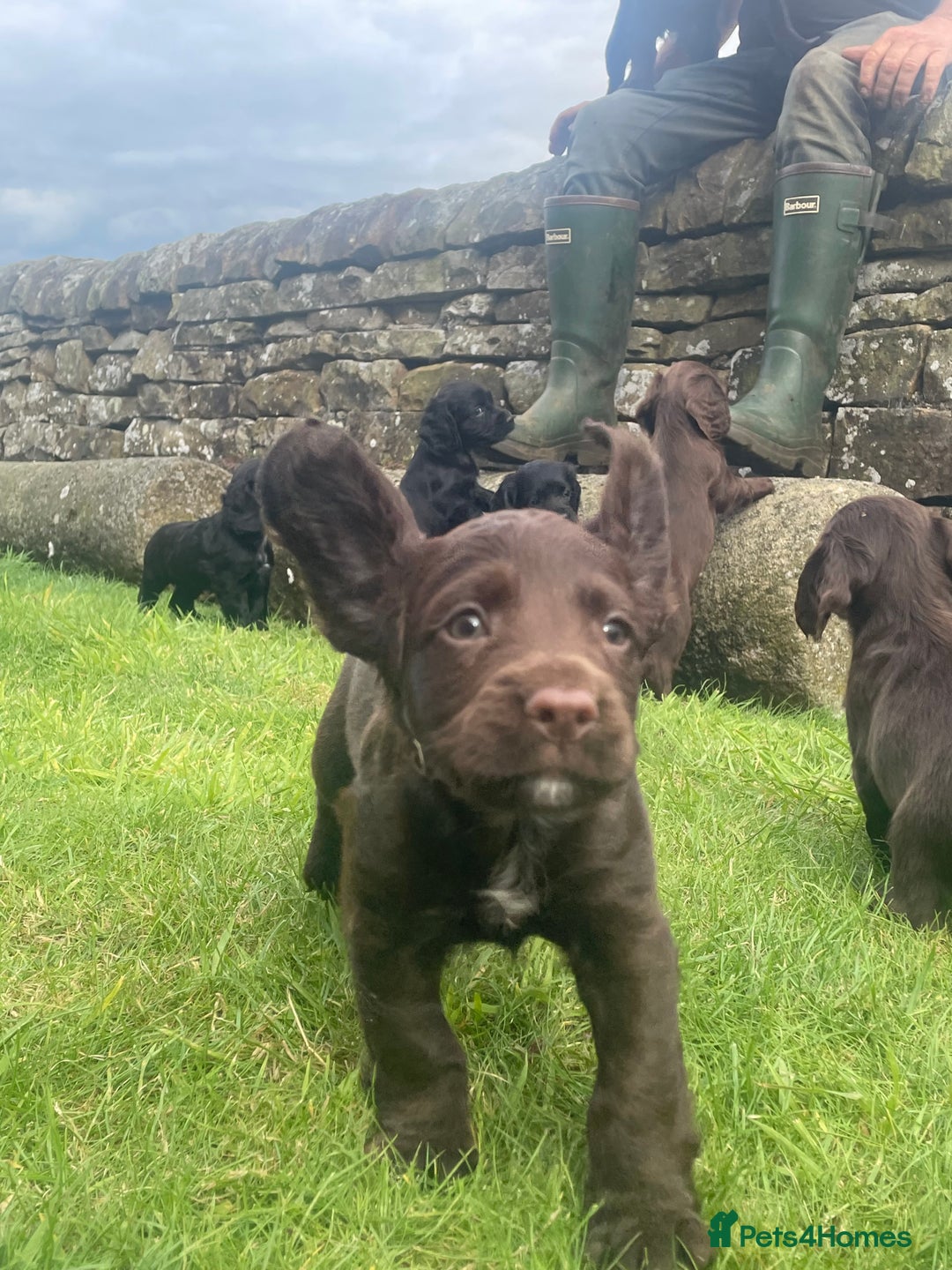 Cocker Spaniel dogs for sale: Kc cocker spaniel  - Image 1