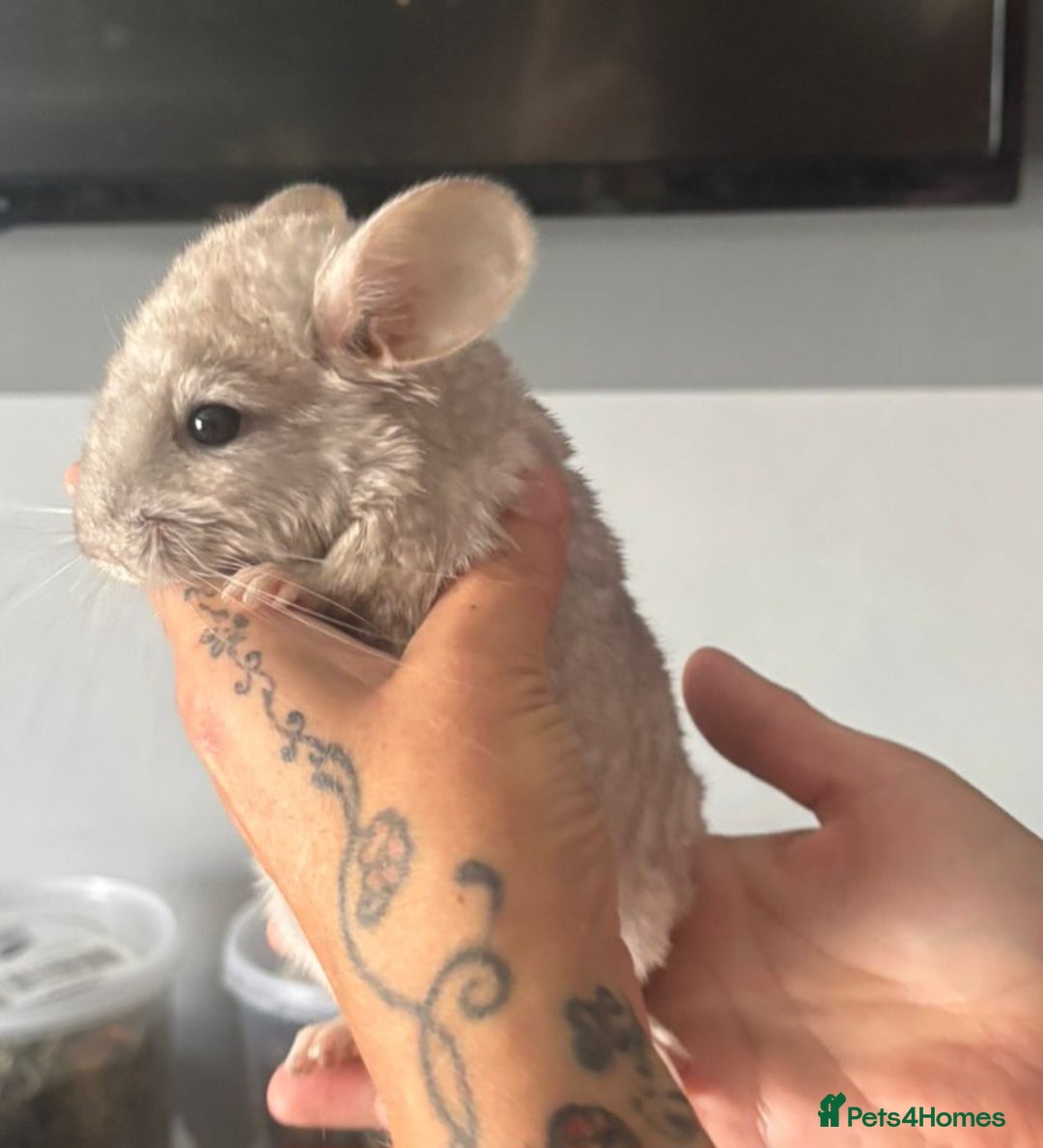 Chinchilla rodents for sale: Beige male chinchilla kits ready to reserve  - Image 8