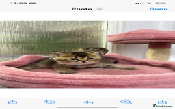 Scottish Fold cats for sale: Lovely kitten Highland delivery only Scotland Xx - Image 4