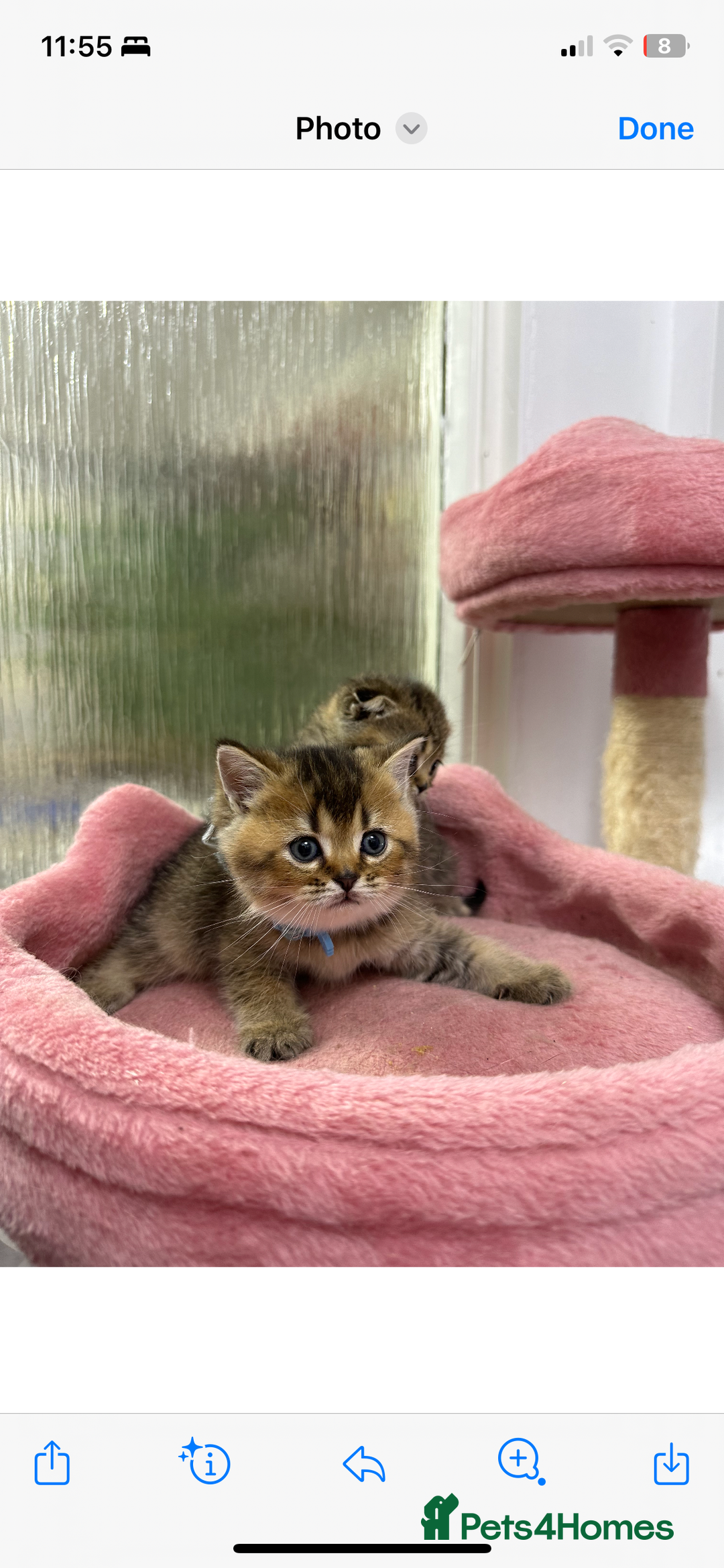Scottish Fold cats for sale: Lovely kitten Highland delivery only Scotland Xx - Image 4