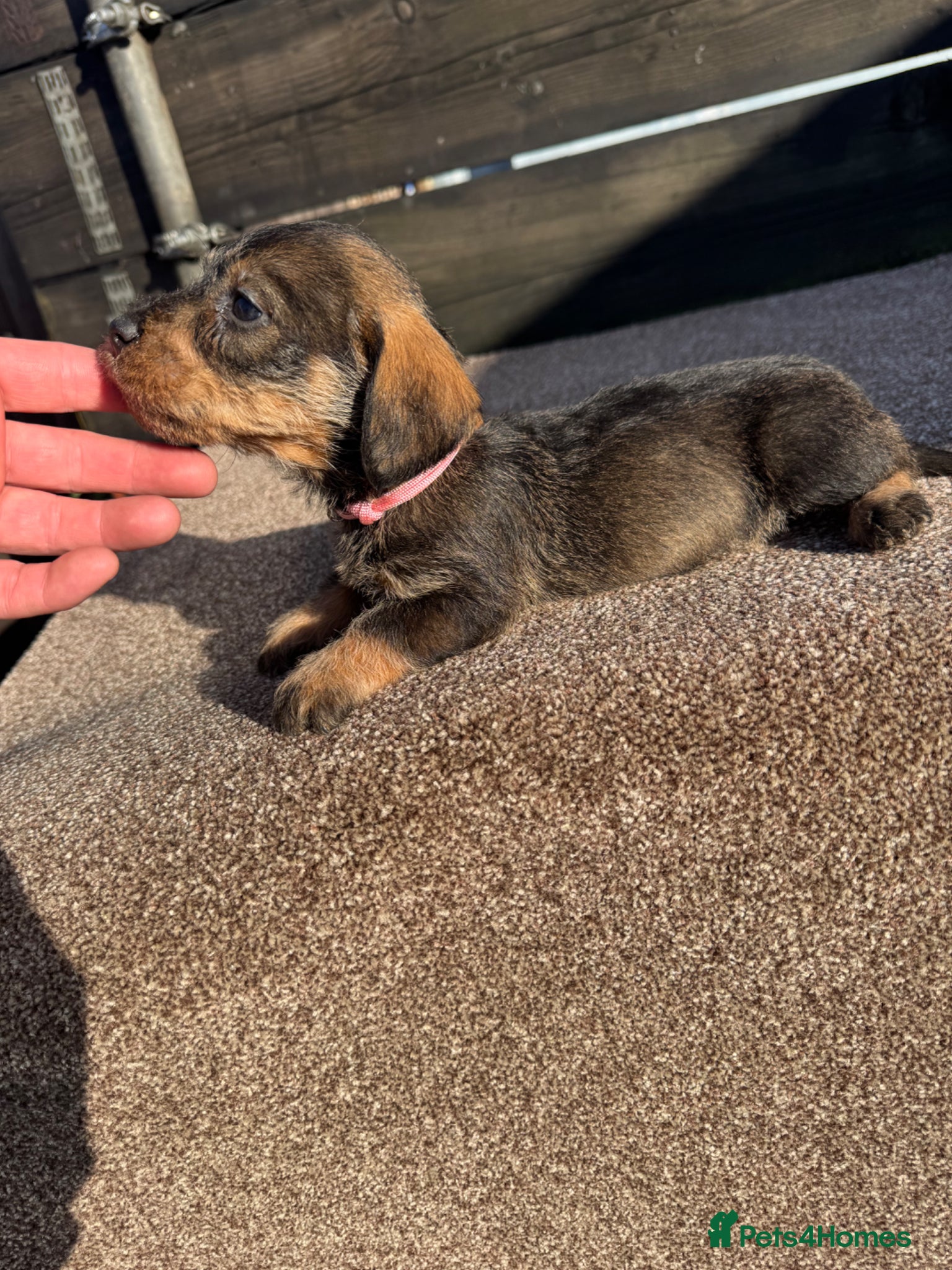 Dachshund dogs Teckel pups  - Advert 1